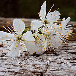 Close-up of flowers against blurred background