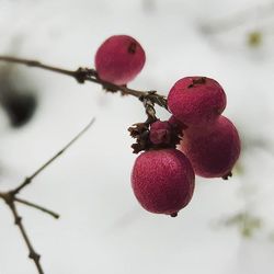 Close-up of berries on branch