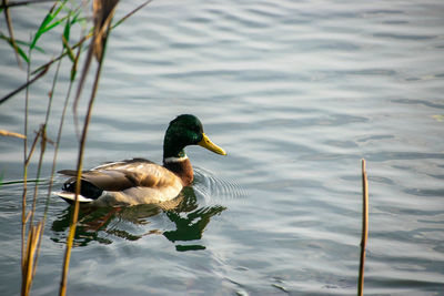 Duck swimming in lake