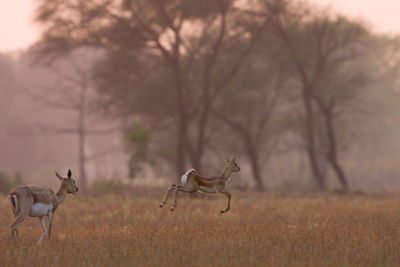 View of deer on field