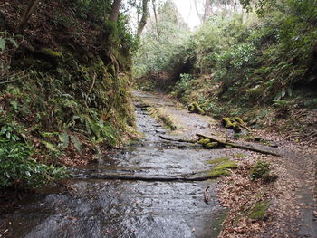 Stream amidst trees in forest