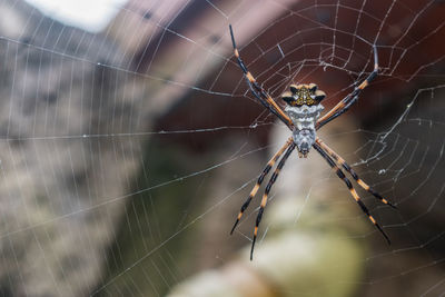 Close-up of spider on web