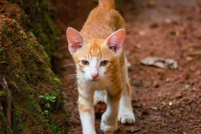 Portrait of ginger cat