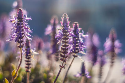 Close-up of purple flowering plant