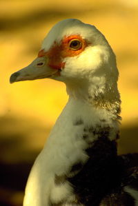 Close-up of a bird