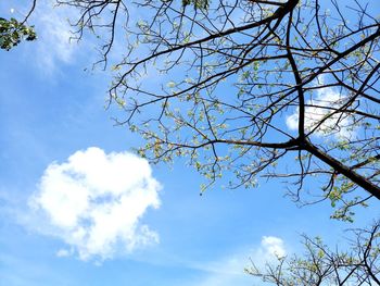 Low angle view of flowering tree against blue sky