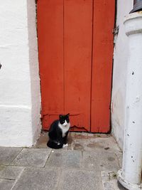 Cat sitting on wall