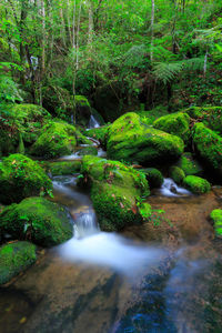 Stream flowing through rocks in forest