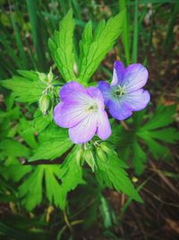 Close-up of purple flowers