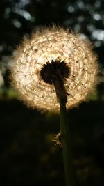 Close-up of dandelion at night