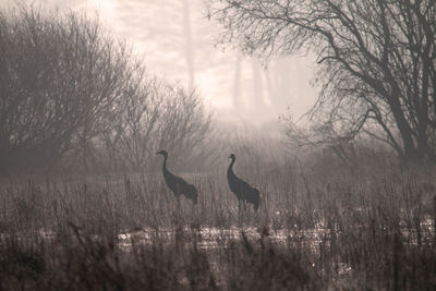 High angle view of gray heron on lake against bare trees