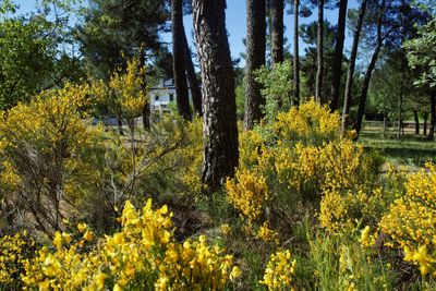 Yellow flowering trees on field