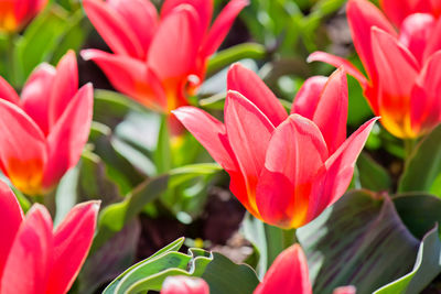 Close-up of red tulips