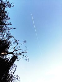 Low angle view of bare trees against blue sky