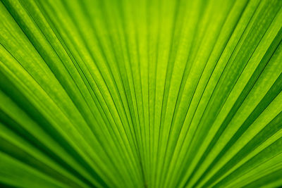 Full frame shot of palm leaves