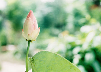 Close-up of pink flower blooming outdoors