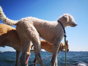 Dogs in sea against clear sky