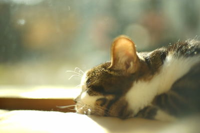 Close-up of cat