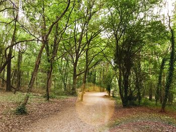 Trees growing in park