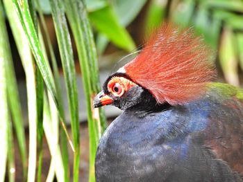 Close-up of a tropical bird