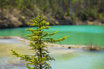 A beautiful spring scenery at the small lake with turquoise blue water.