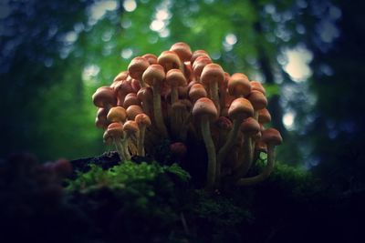 Close-up of mushrooms growing on plant