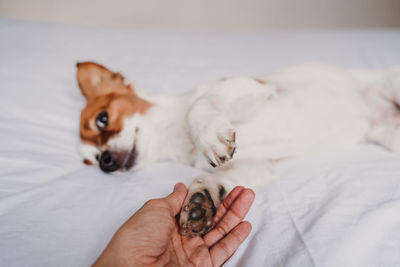 Cropped image of hand holding dog on bed