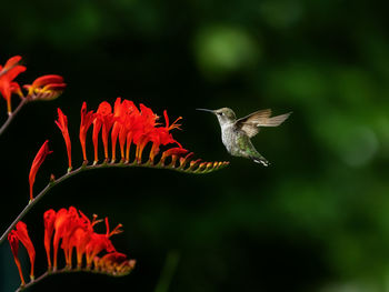 Close-up of hummingbird by red flowers