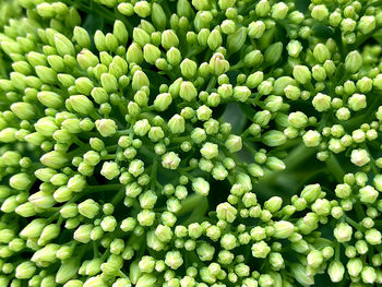 Full frame shot of flowers