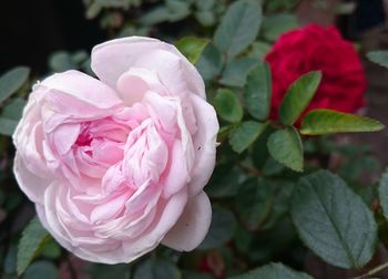 Close-up of pink rose blooming outdoors