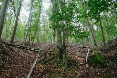 View of trees in forest
