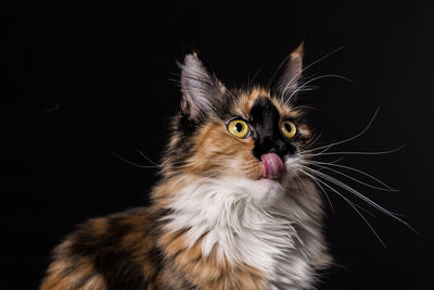 Close-up portrait of cat against black background