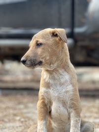 Close-up of dog looking away