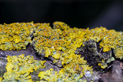 Close-up of yellow moss growing on rock