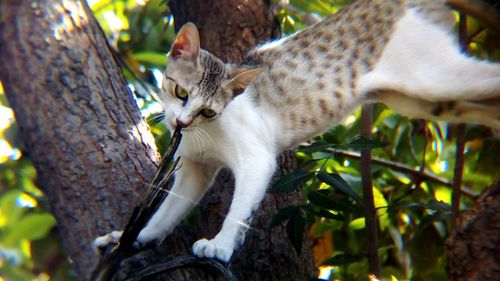 Close-up of cat on tree