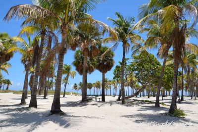 Coconut palm trees on beach against sky