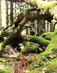 Close-up of tree trunk in forest