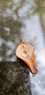 High angle view of a leaf on snow