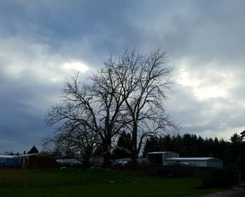 Tree against sky