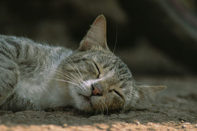 Close-up of cat sleeping