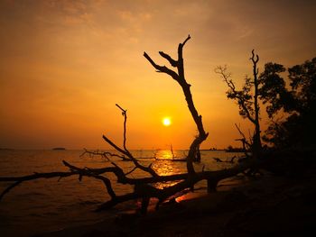 Silhouette bare tree on shore against sky during sunset