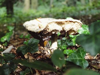 Close-up of plant growing in forest