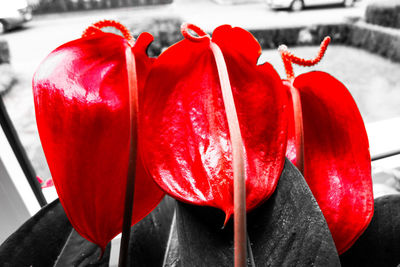 Close-up of red rose flower