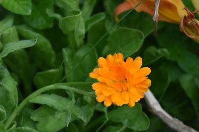 Close-up of orange flowering plant