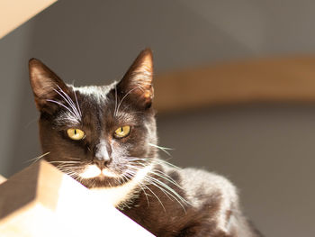 Close-up portrait of a cat