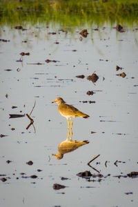 Side view of a bird in water