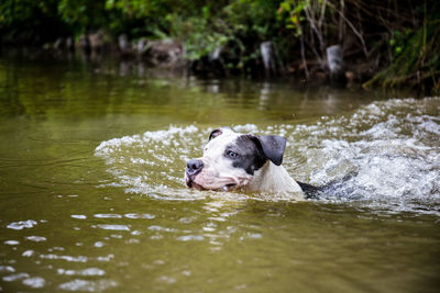Dog in a lake