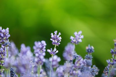 Close-up of flowers blooming outdoors