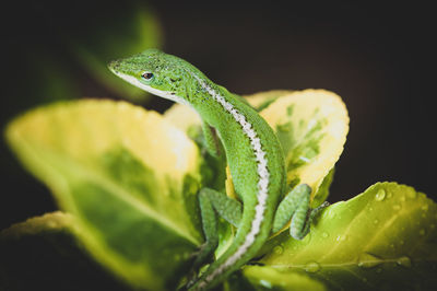 Close-up of lizard on leaf