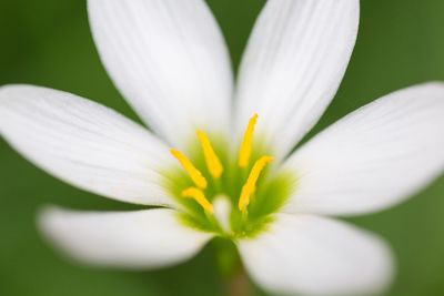 Close-up of white flower